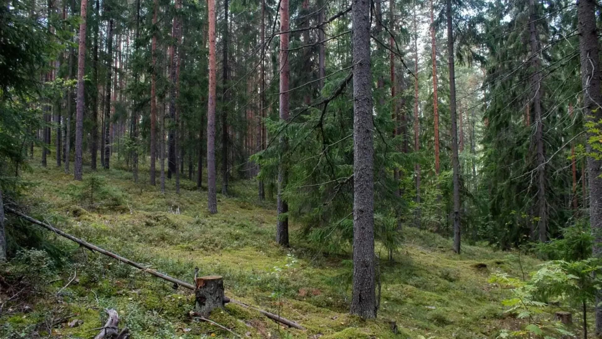 Bain de forêt, pour vivre l'intime du printemps !